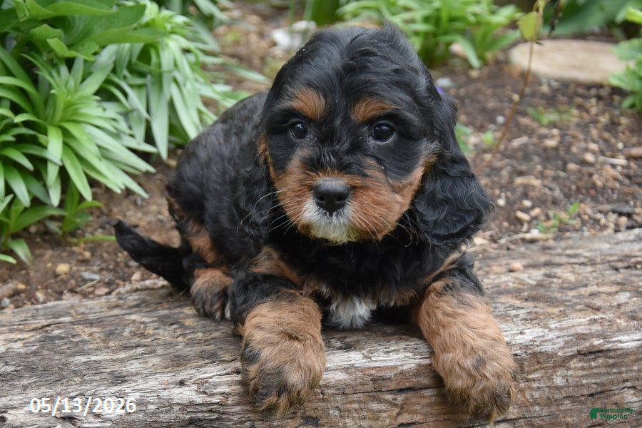 Cavapoo dogs Rosie - Ad 2