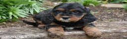 Cavapoo dogs for sale: Rosie - Ad 2