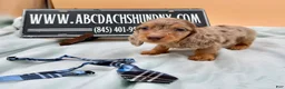 Miniature Dachshund dogs for sale: Miniature Dachshund Puppy 4 - Ad 6