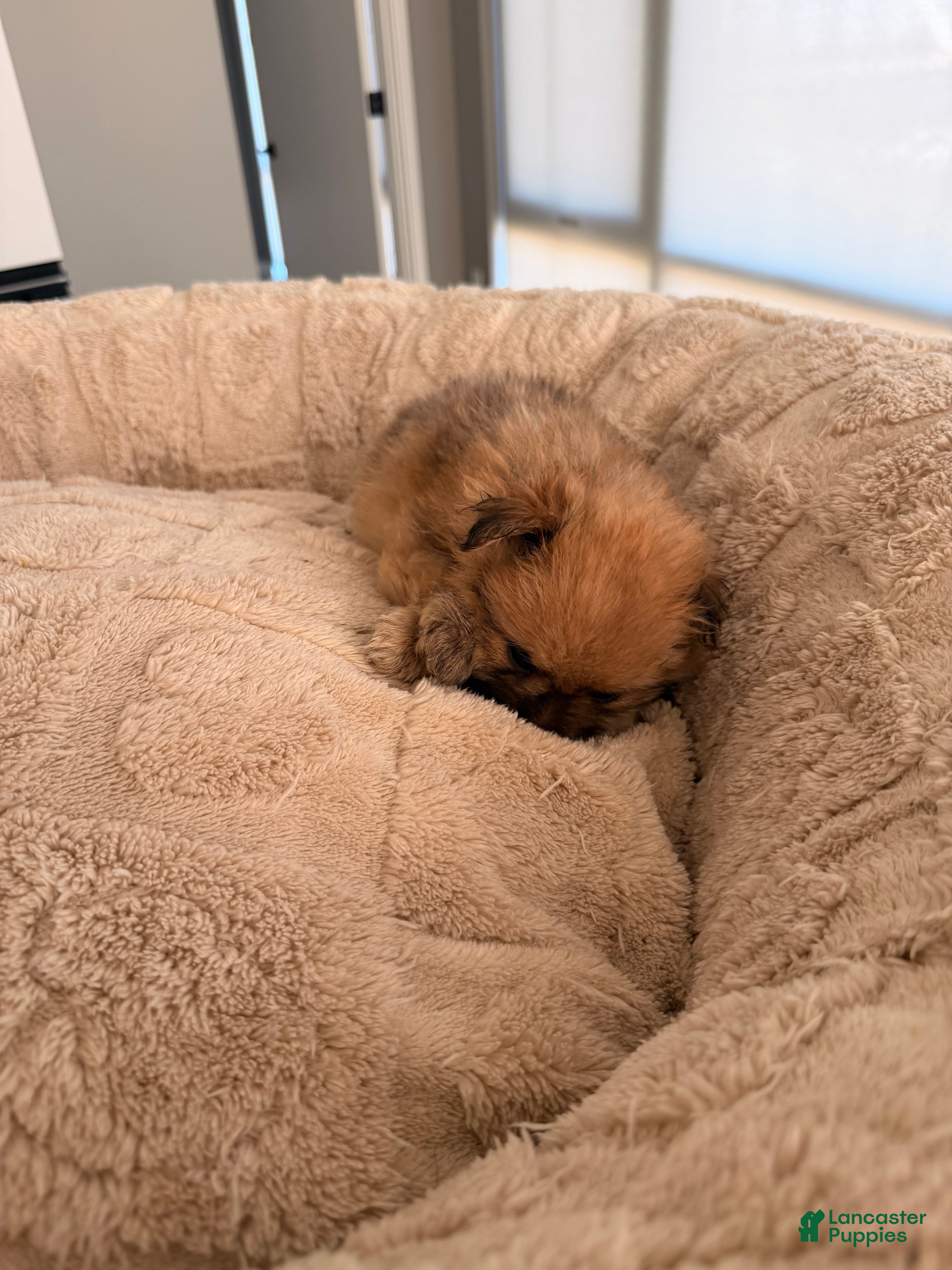 Pomeranian dogs for sale: Tigger - Ad 2