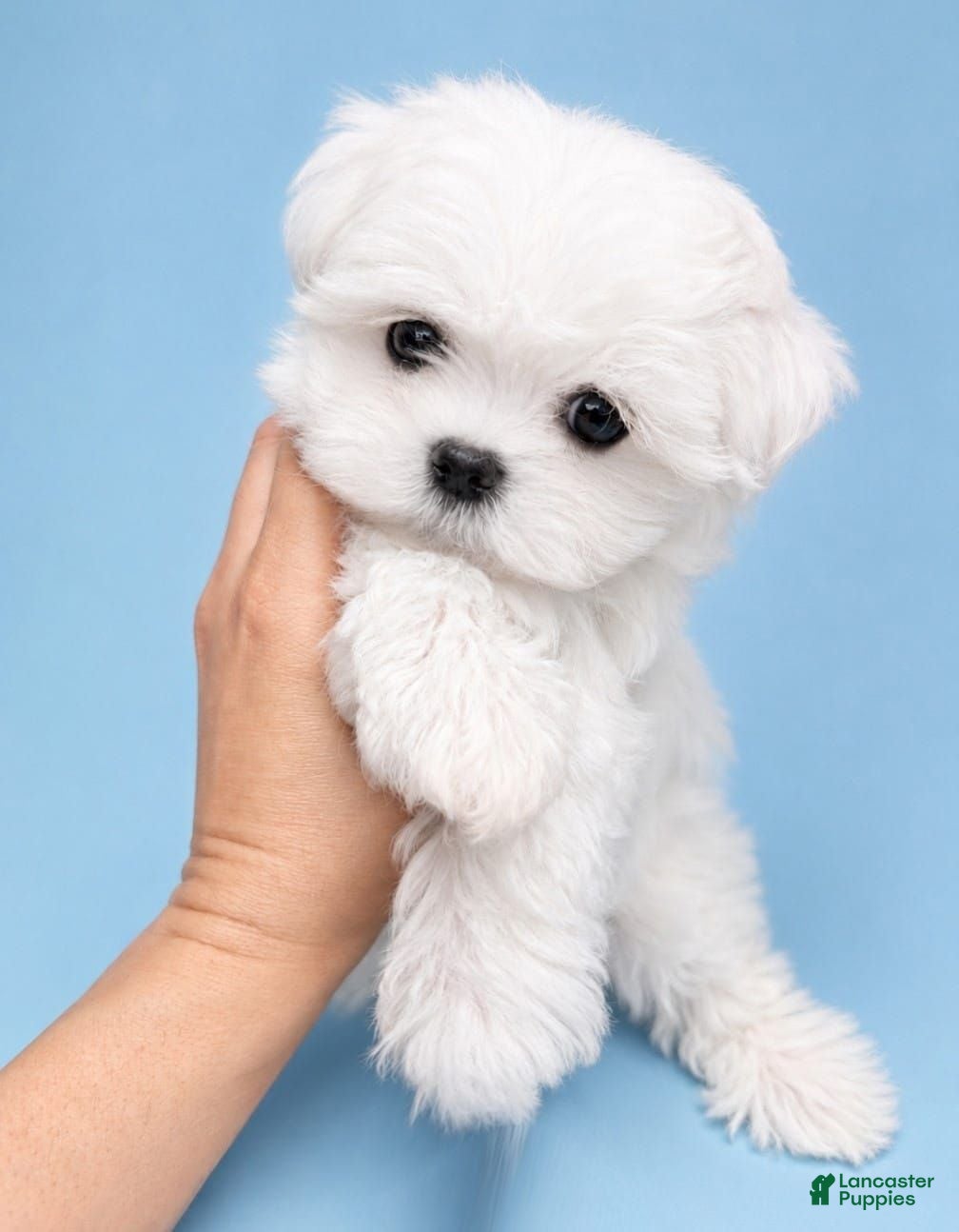 Maltese dogs Aspen AKC  - Ad 1
