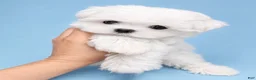 Maltese dogs for sale: Aspen AKC  - Ad 1
