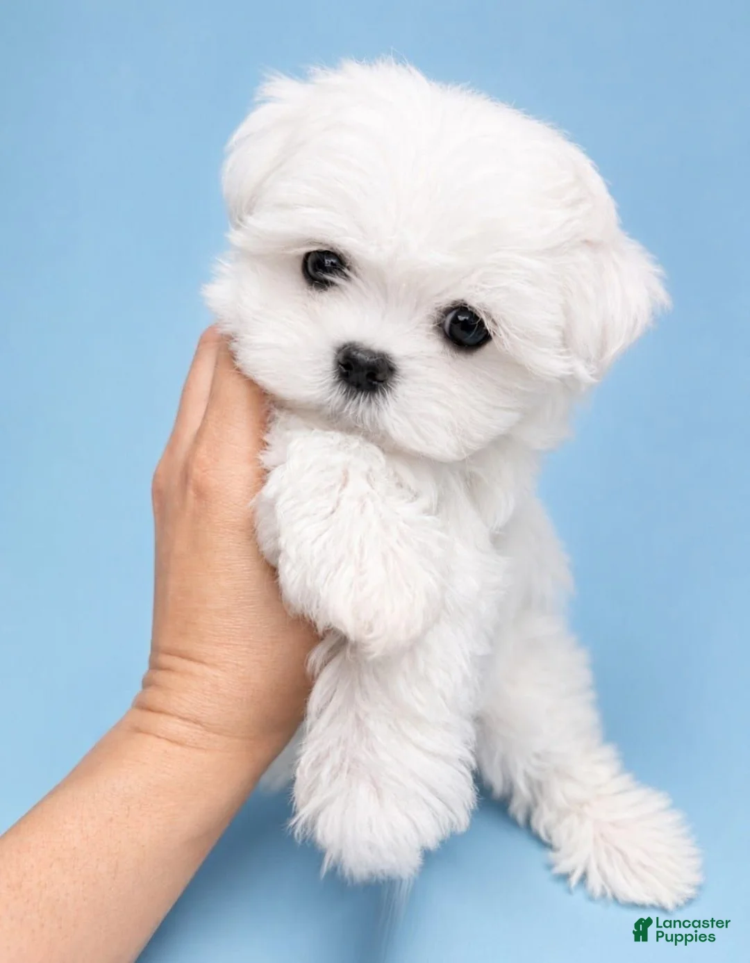 Maltese dogs for sale: Aspen AKC  - Ad 1