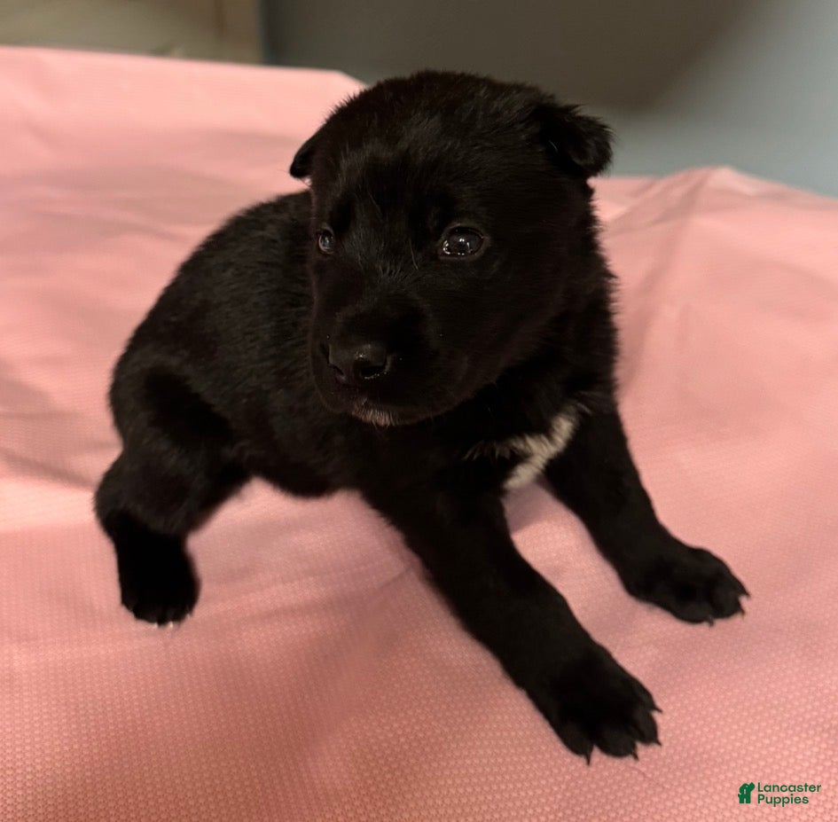 Gerberian Shepsky dogs Gerberian Shepsky Puppy 5 - Ad 18