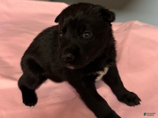 Gerberian Shepsky dogs Gerberian Shepsky Puppy 5 - Ad 30