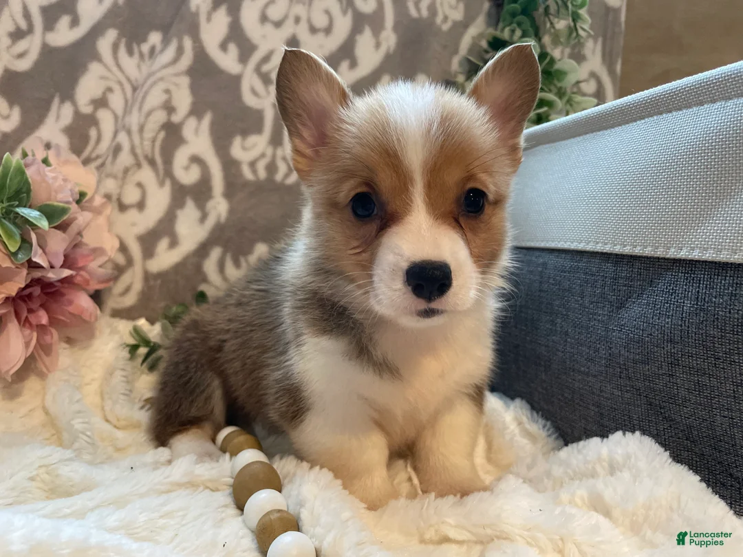Welsh Corgi Pembroke dogs for sale: Stella - Ad 2