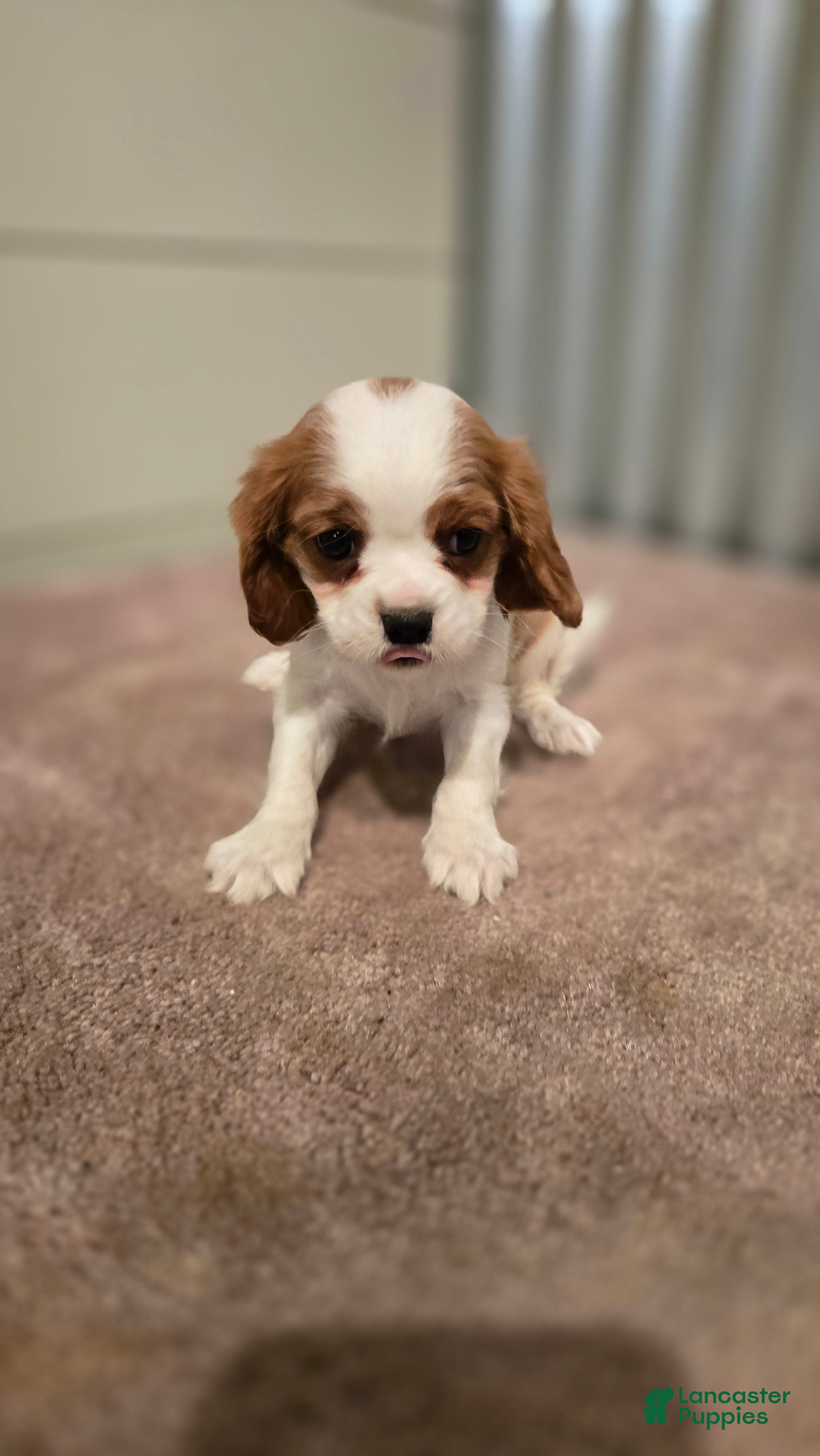 Cavalier King Charles Spaniel dogs Diego - Ad 1