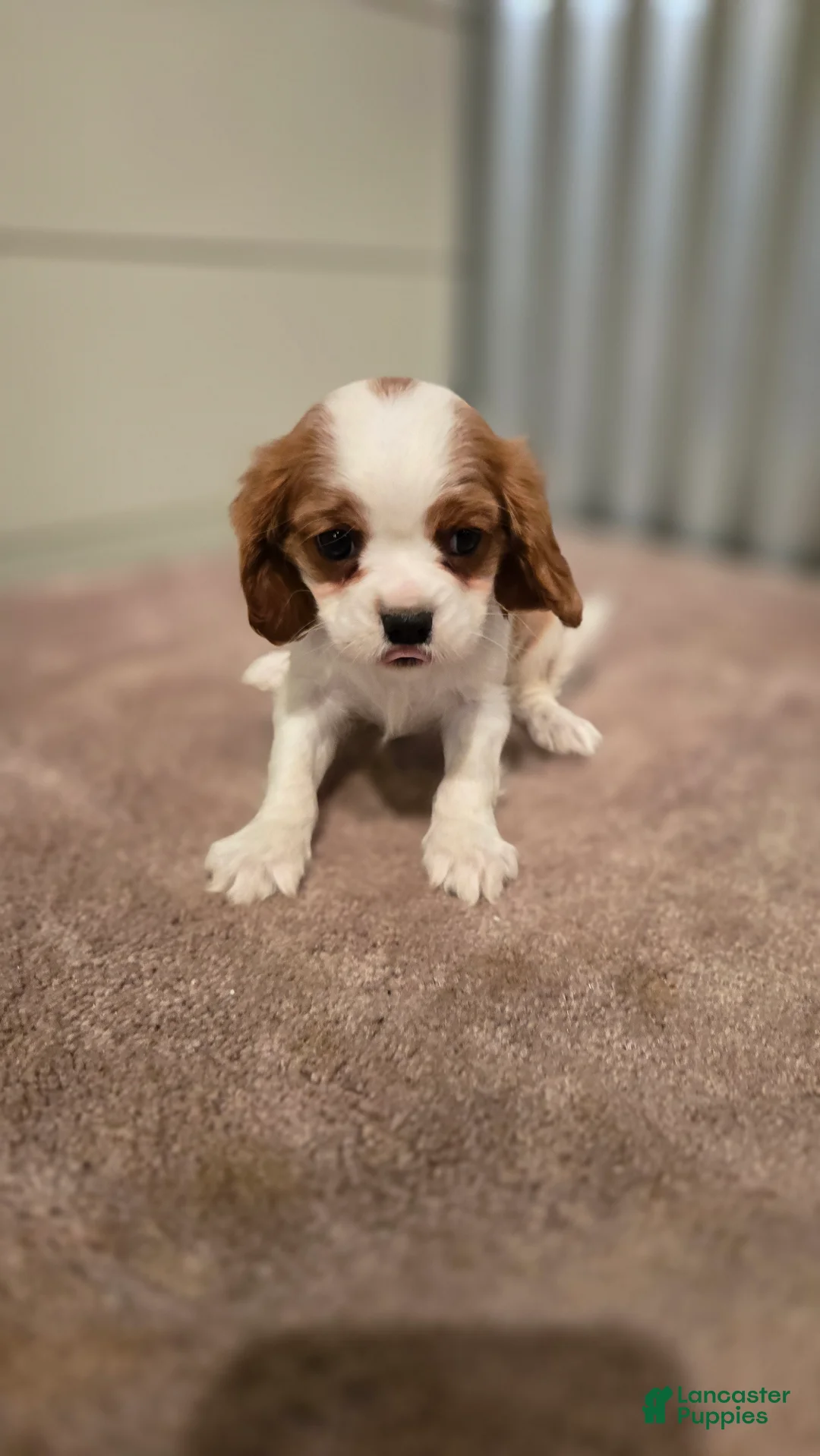 Cavalier King Charles Spaniel dogs for sale: Diego - Ad 1