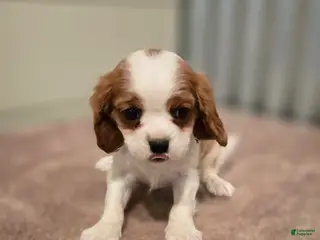 Cavalier King Charles Spaniel dogs for sale: Diego - Ad 3