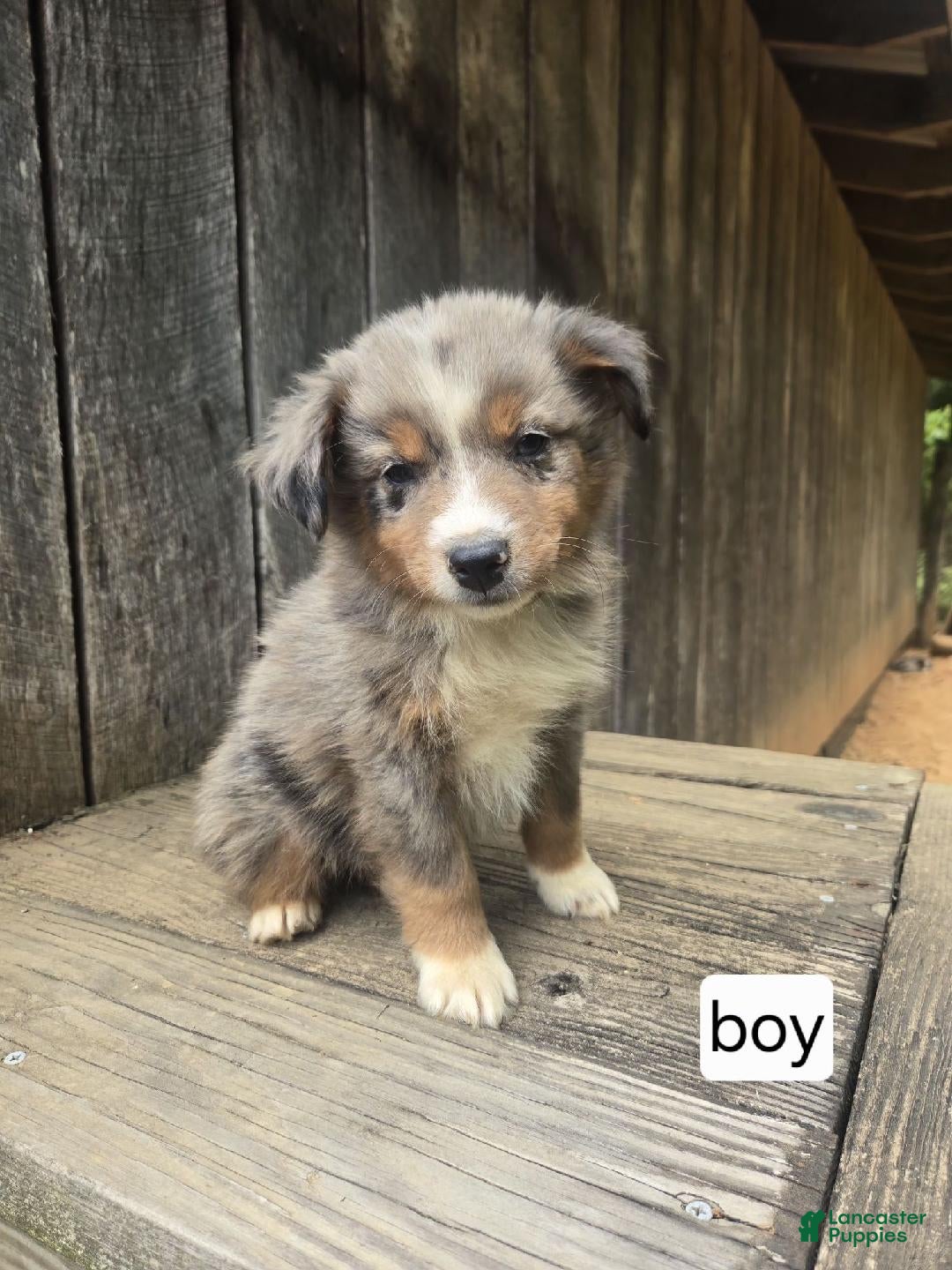 Australian Shepherd dogs Australian Shepherd Puppy 2 - Ad 40