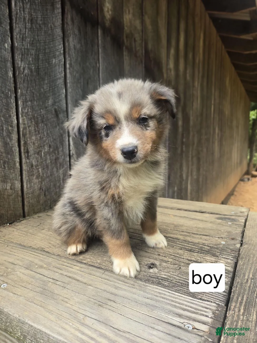 Australian Shepherd dogs for sale: Australian Shepherd Puppy 2 - Ad 1