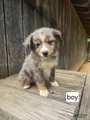 Australian Shepherd Puppy 2