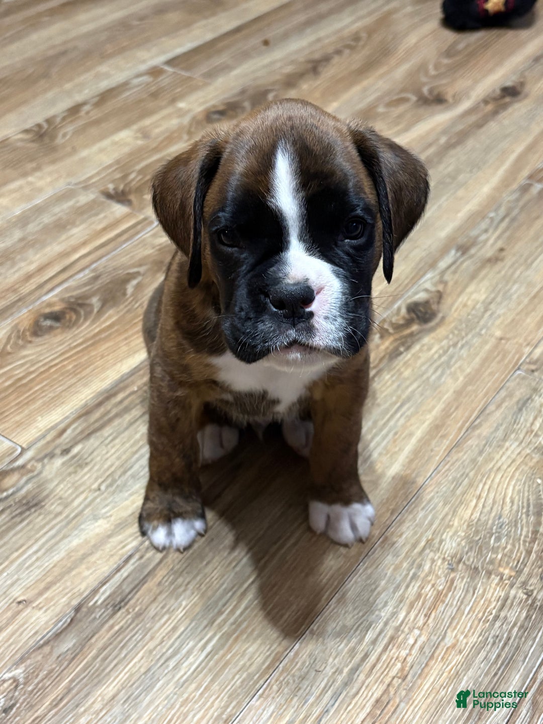 Boxer dogs for sale: Duke - Ad 4