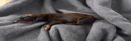 Doberman Pinscher dogs for sale: Erebus - Ad 2