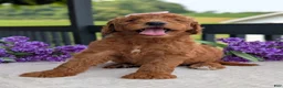 Goldendoodle dogs for sale: Miss Emmie - Ad 7