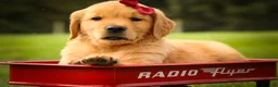 Golden Retriever dogs for sale: Rocco✨ - Ad 9