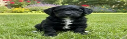 Bernedoodle dogs for sale: Star - Ad 10
