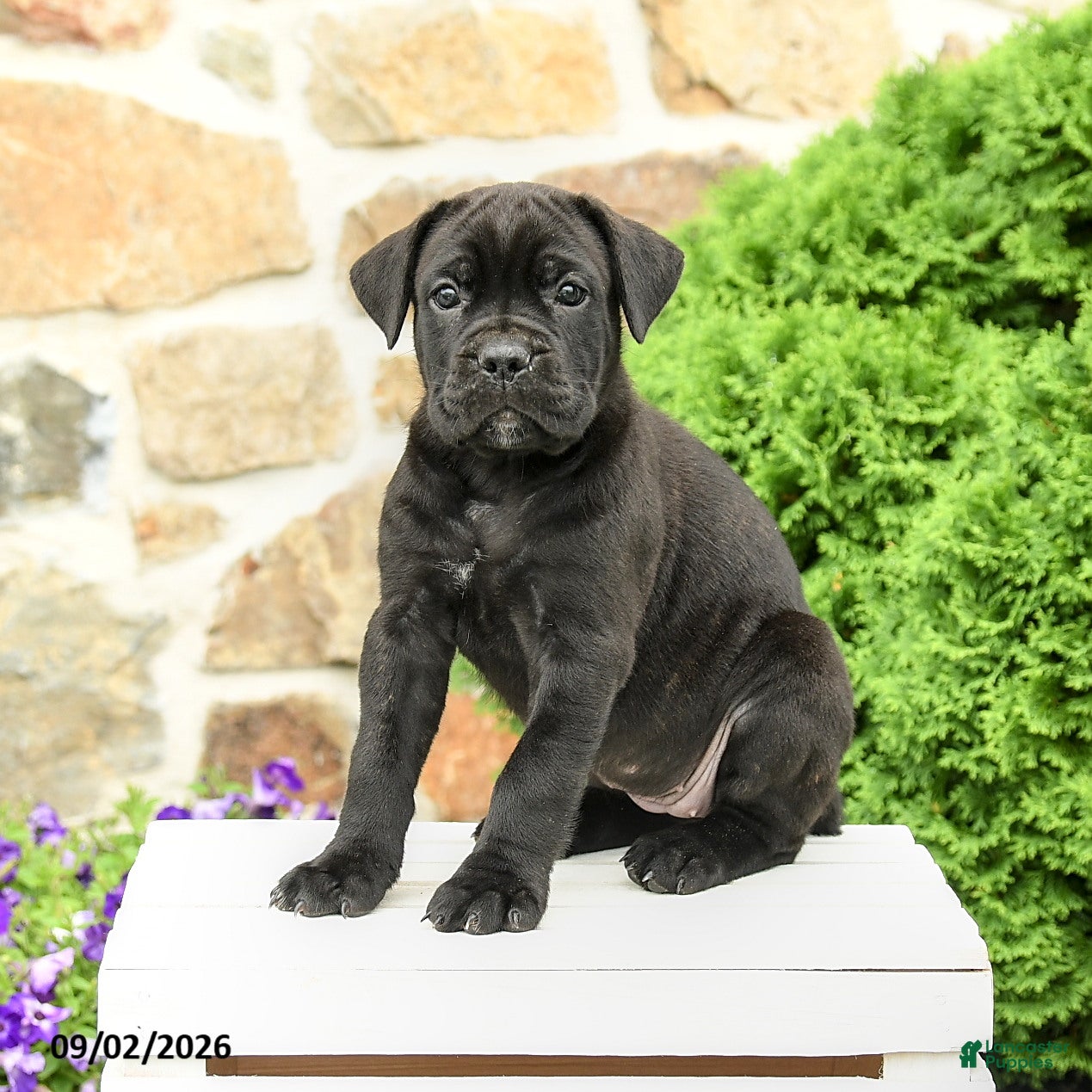 Cane Corso dogs for sale: Cali  - Ad 3