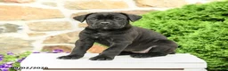 Cane Corso dogs for sale: Cali  - Ad 1
