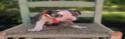 Boston Terrier dogs for sale: Duke - Ad 4