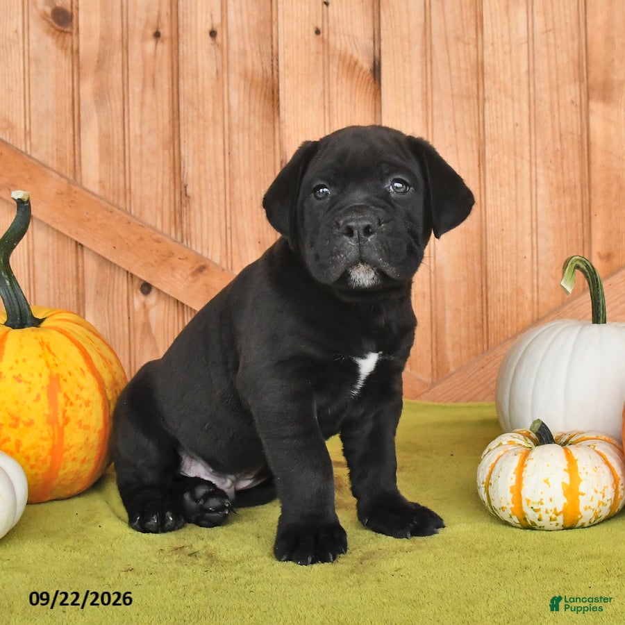 Cane Corso dogs Brewster - Ad 2