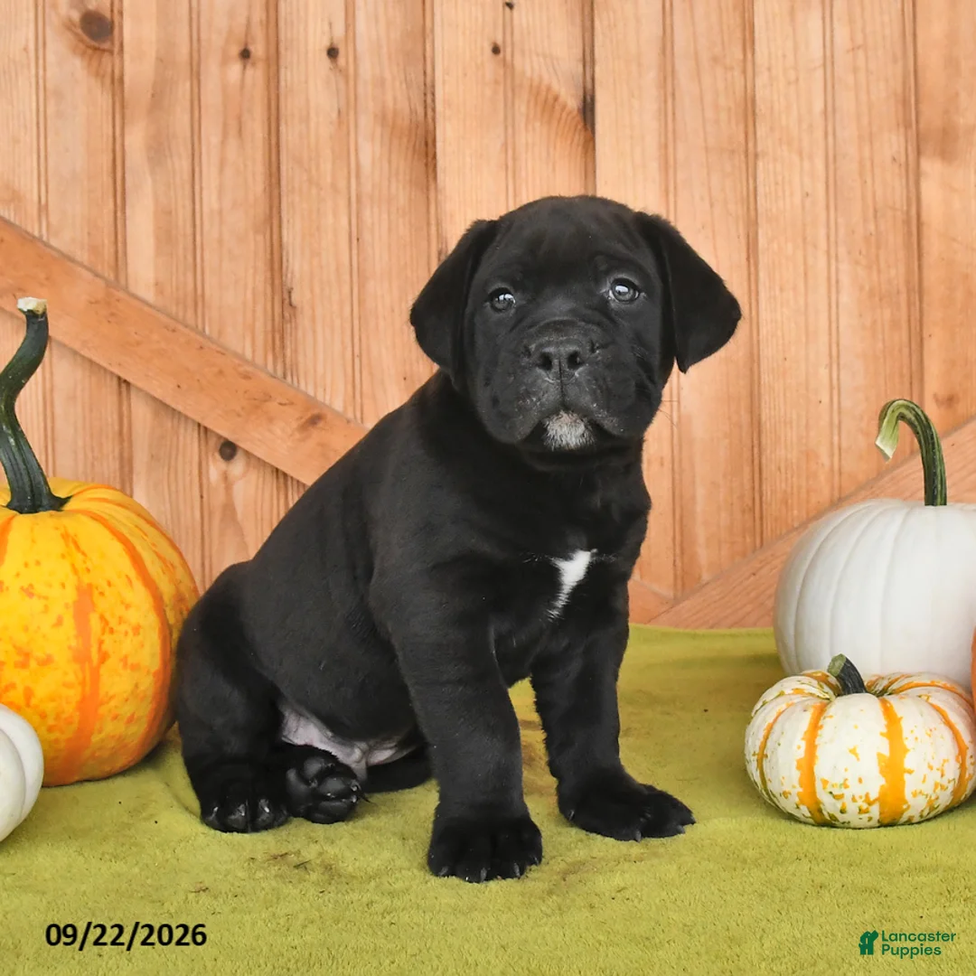 Cane Corso dogs for sale: Brewster - Ad 2