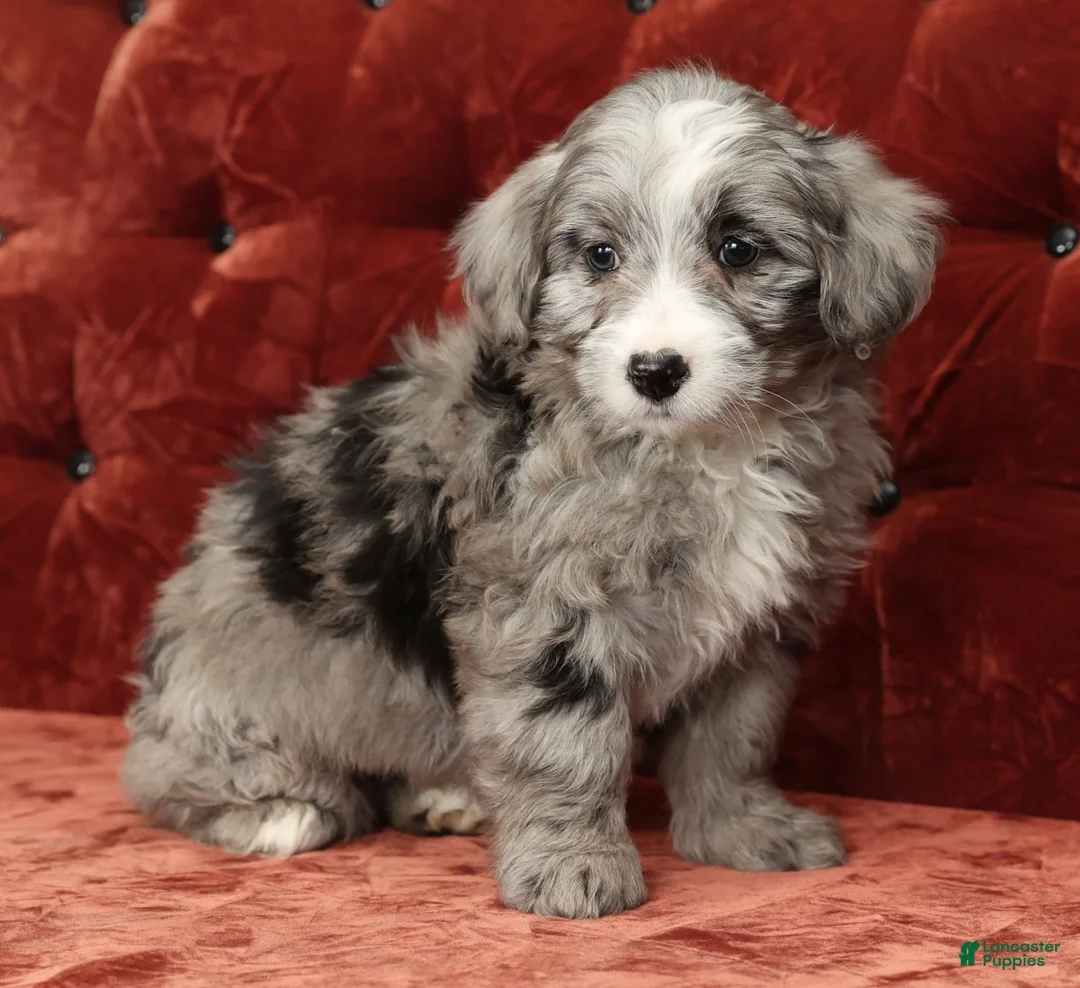 Mini Bernedoodle dogs for sale: Totsi - Ad 8