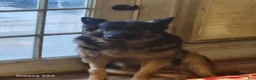 German Shepherd dogs for sale: German Shepherd 1 - Ad 5