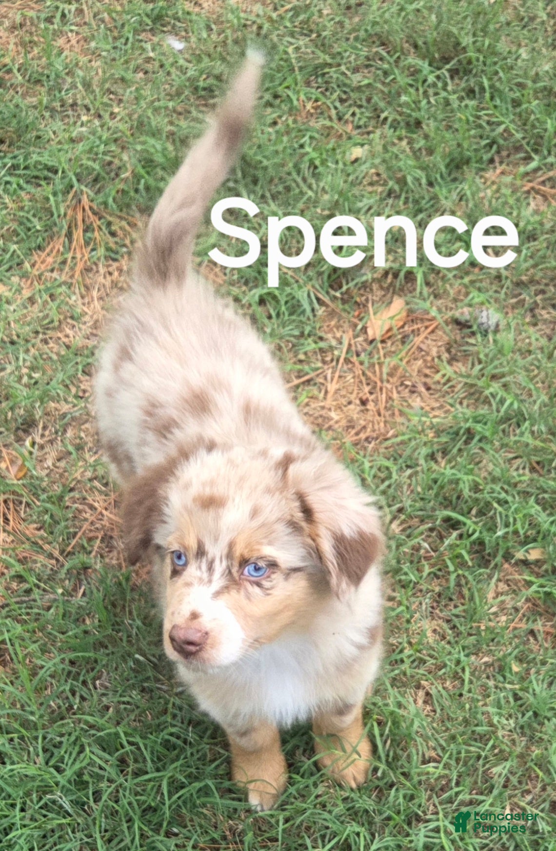 Australian Shepherd dogs for sale: Spence - Ad 2