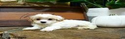 Maltipoo dogs for sale: Xerxes - Ad 4