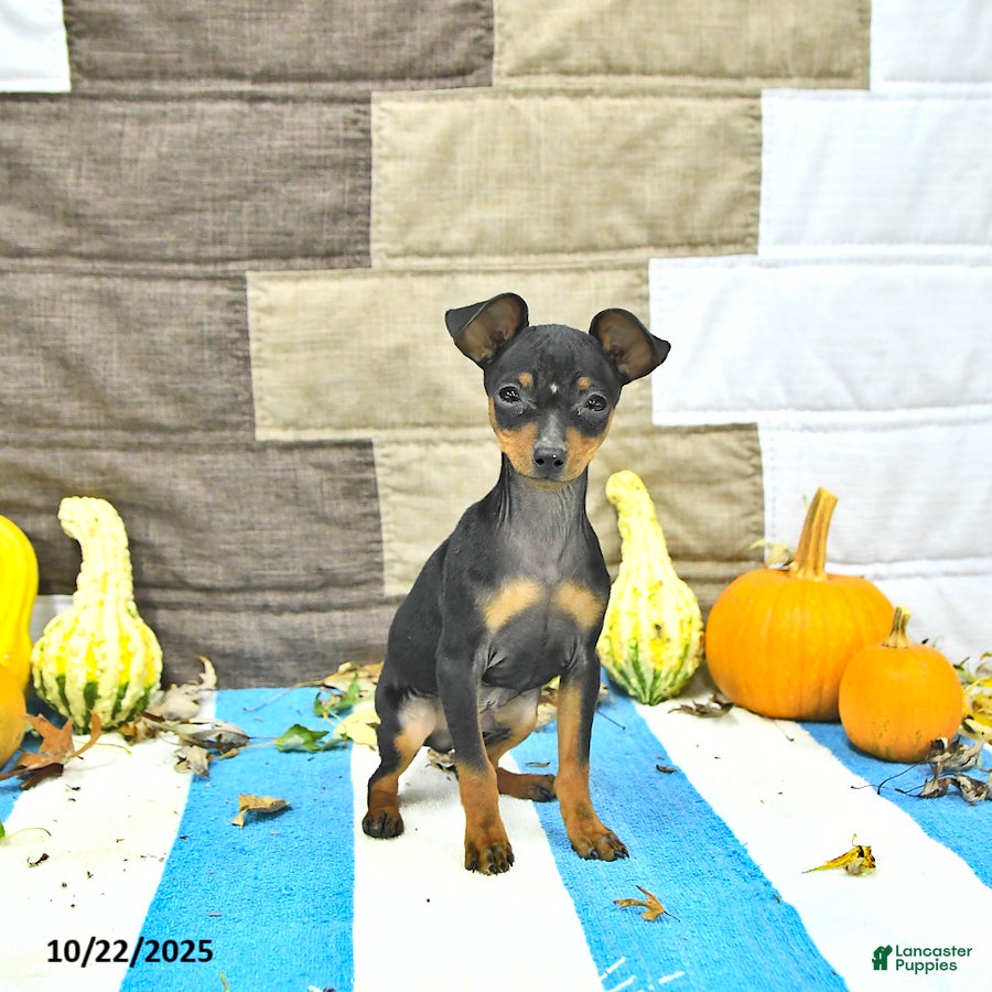 Miniature Pinscher dogs Trent - Ad 2