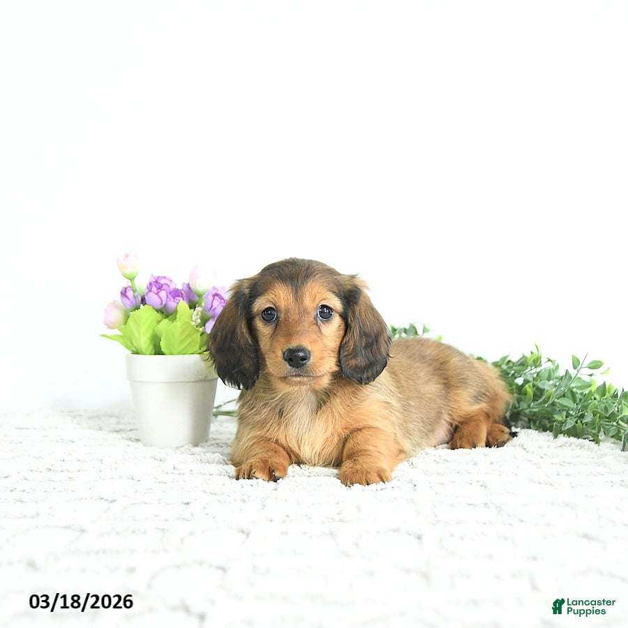 Miniature Dachshund dogs Ruby - Ad 1