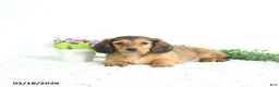 Miniature Dachshund dogs for sale: Ruby - Ad 1