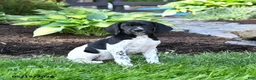 German Shorthaired Pointer dogs for sale: Polly - Ad 1