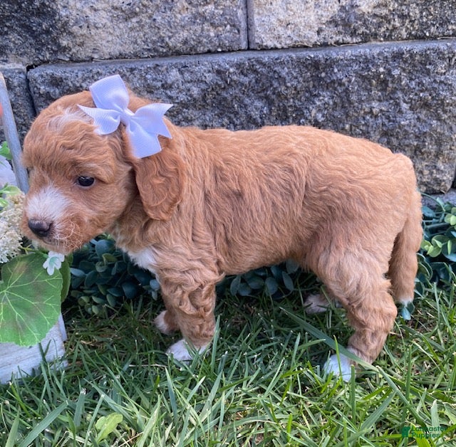 Mini Goldendoodle dogs Sugar - Ad 2