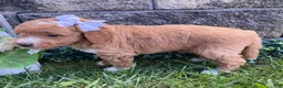 Mini Goldendoodle dogs for sale: Sugar - Ad 2