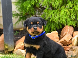Rottweiler dogs - Ad 42