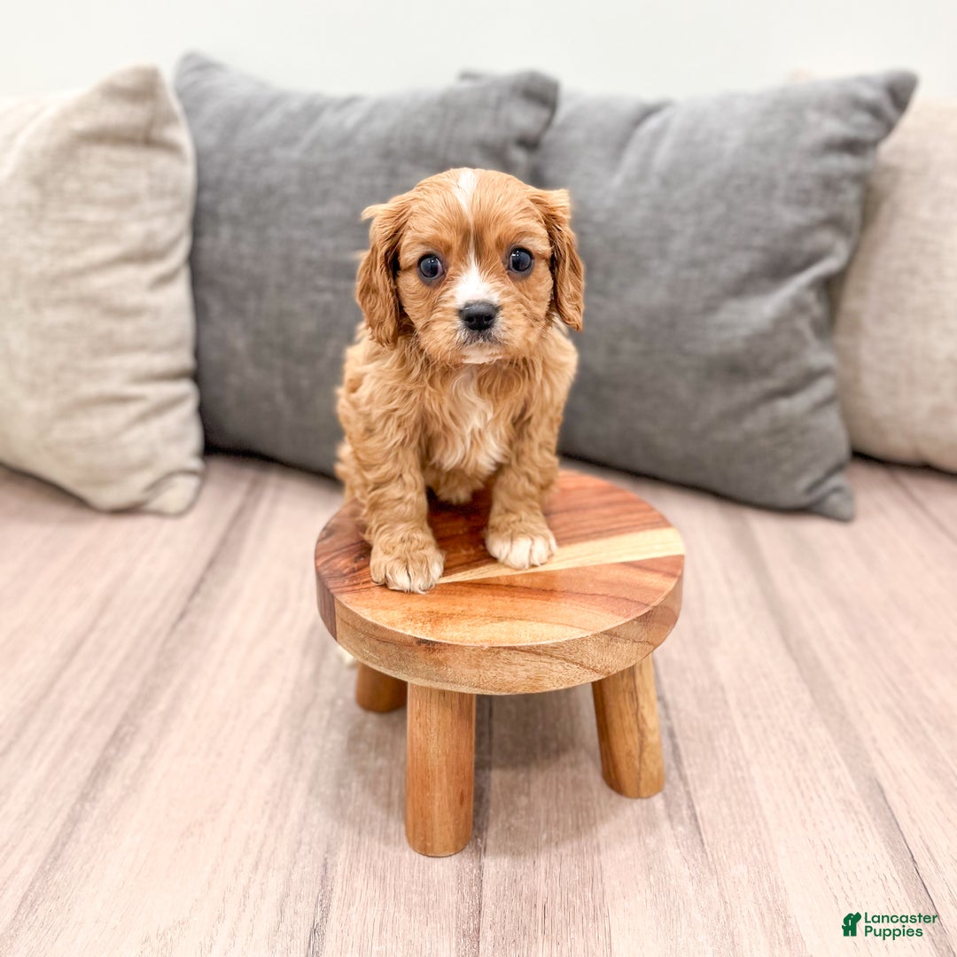 Cavapoo dogs for sale: Diamond - Ad 9