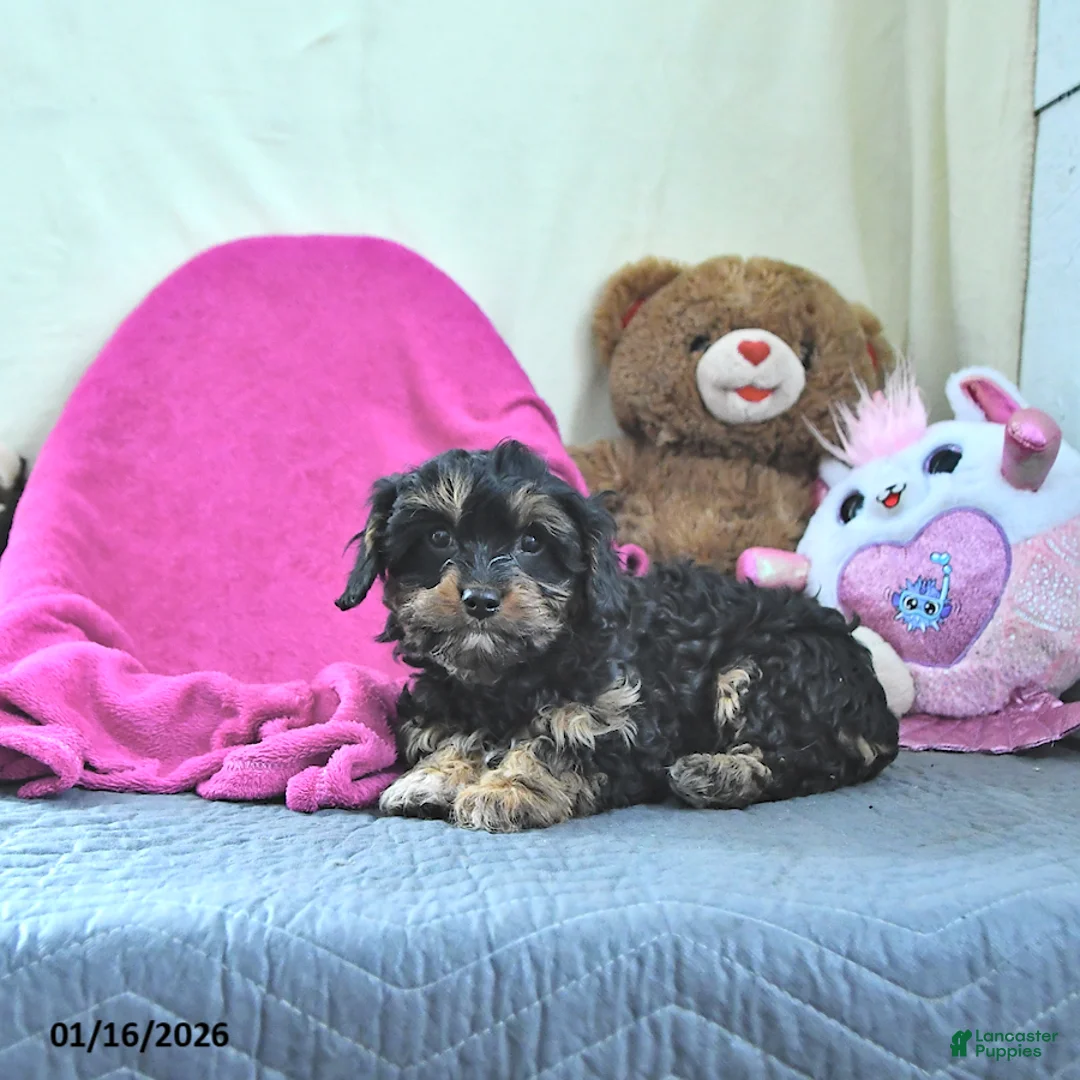 Cavapoo dogs for sale: Ginger - Ad 2