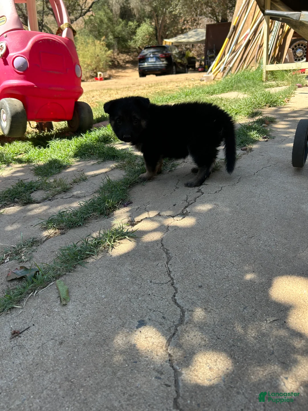 German Shepherd dogs for sale: German Shepherd 5 - Ad 1