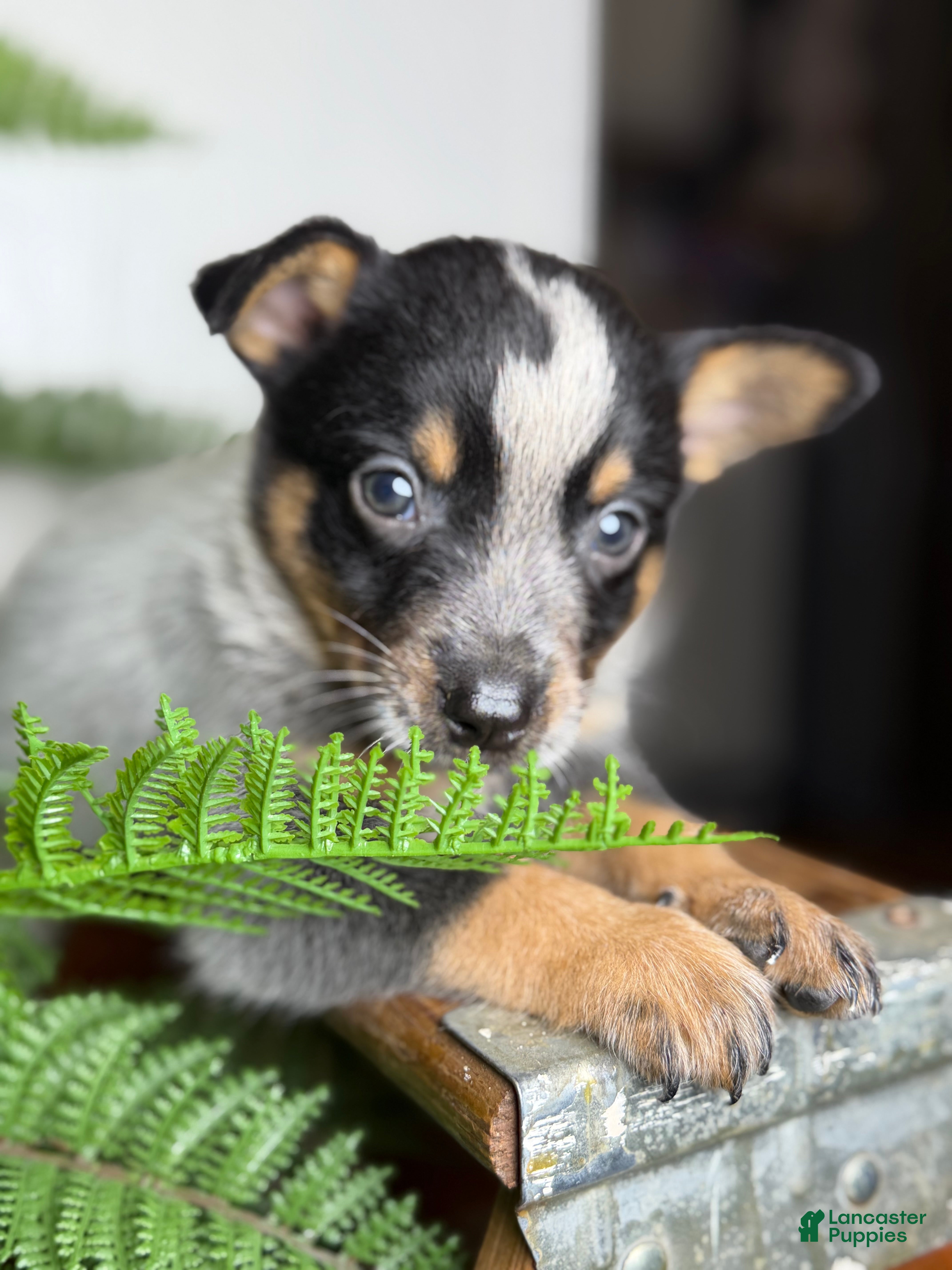 Australian Cattle Dog dogs Dusty - Ad 1