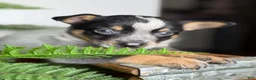 Australian Cattle Dog dogs for sale: Dusty - Ad 1