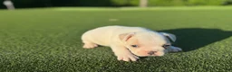 French Bulldog dogs for sale: Lena - Ad 3