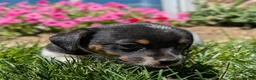 Jack Russell Terrier dogs for sale: Jack - Ad 8