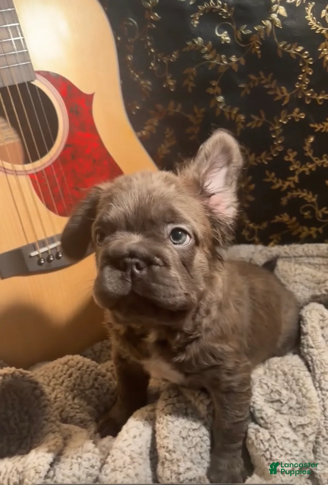 French Bulldog dogs for sale: Blue boy - Ad 1
