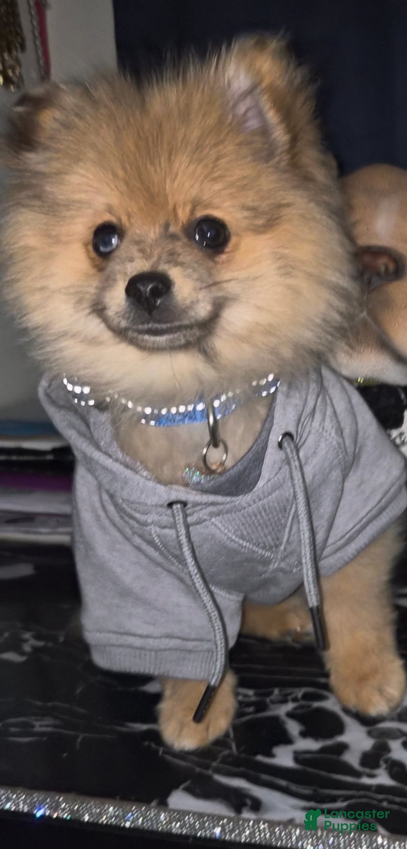 Pomeranian dogs Pomeranian Puppy 1 - Ad 16