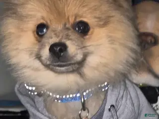 Pomeranian dogs Pomeranian Puppy 1 - Ad 16