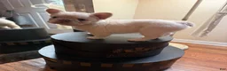 French Bulldog dogs for sale: French Bulldog 2 - Ad 7