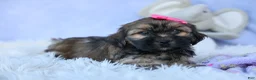 Shorkie dogs for sale: SADIE - Ad 12