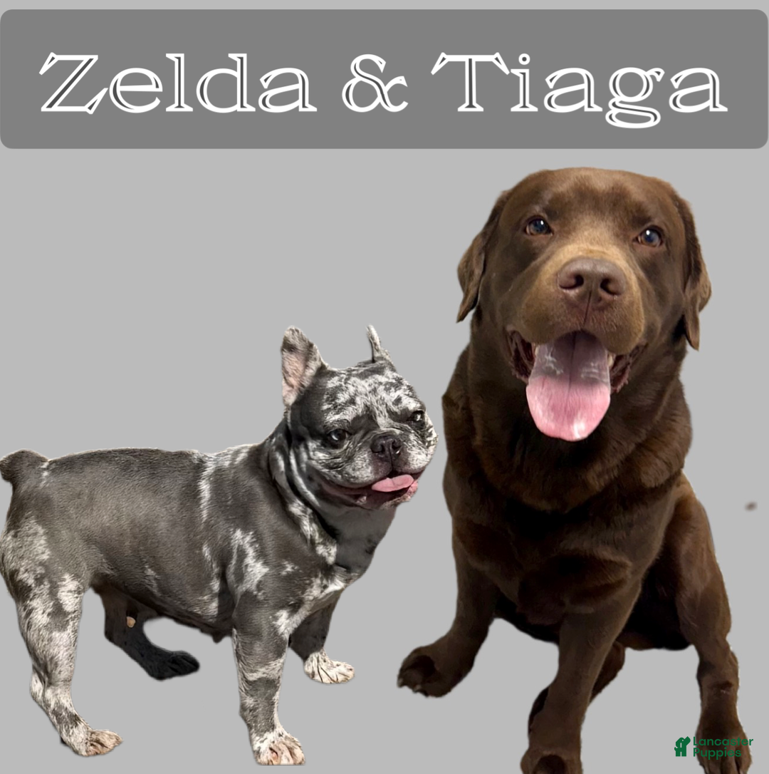 Mixed Breed dogs for sale: Bakunin (Kuni) - Ad 3